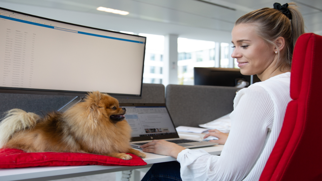 femme travaillant au bureau avec son chien