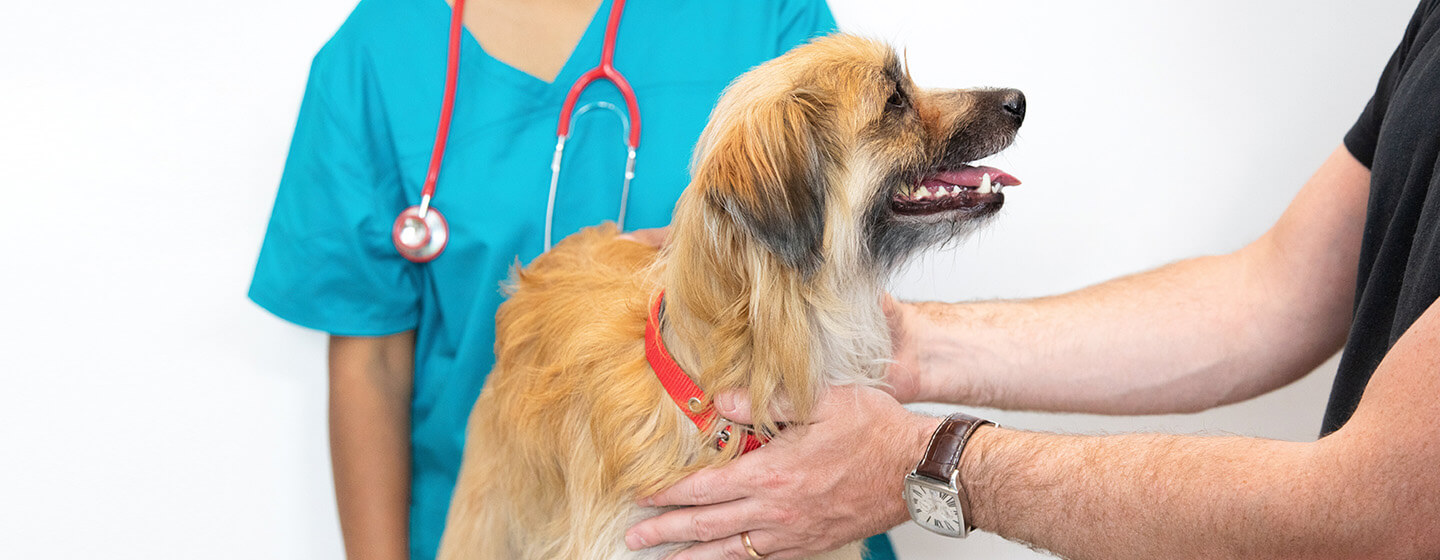 La consultation vétérinaire annuelle de votre chien