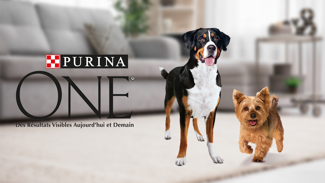 Purina ONE Chien