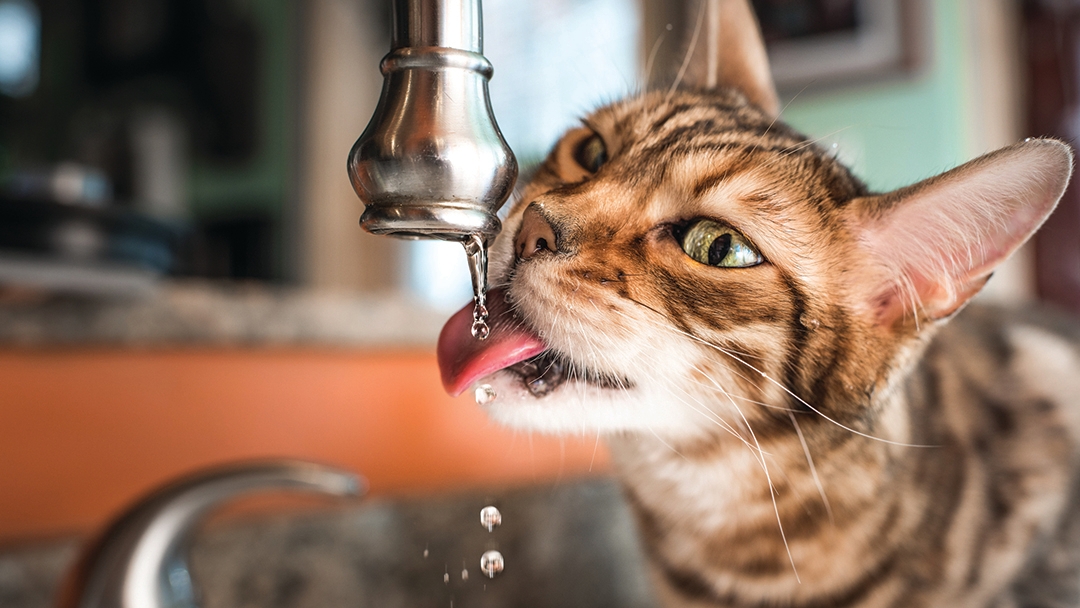 L’hydratation chez le chat : l'importance de l'eau | Purina