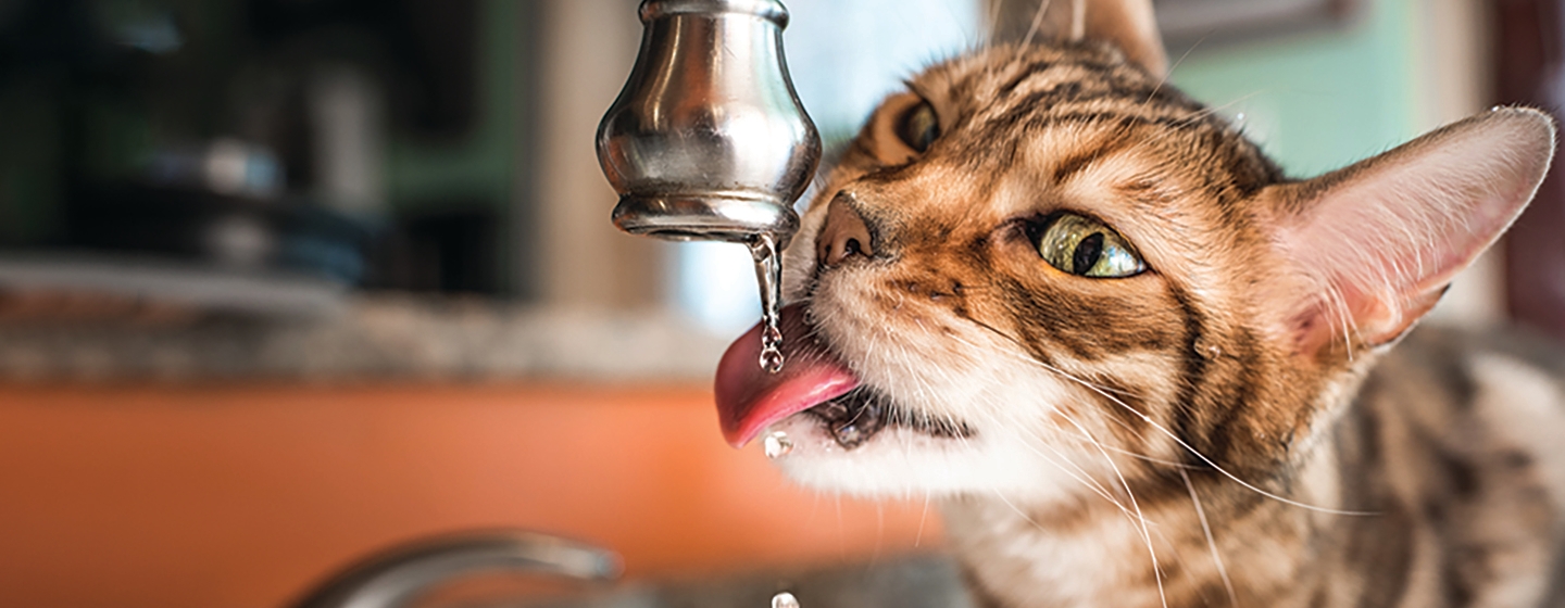 L’hydratation chez le chat : l'importance de l'eau | Purina