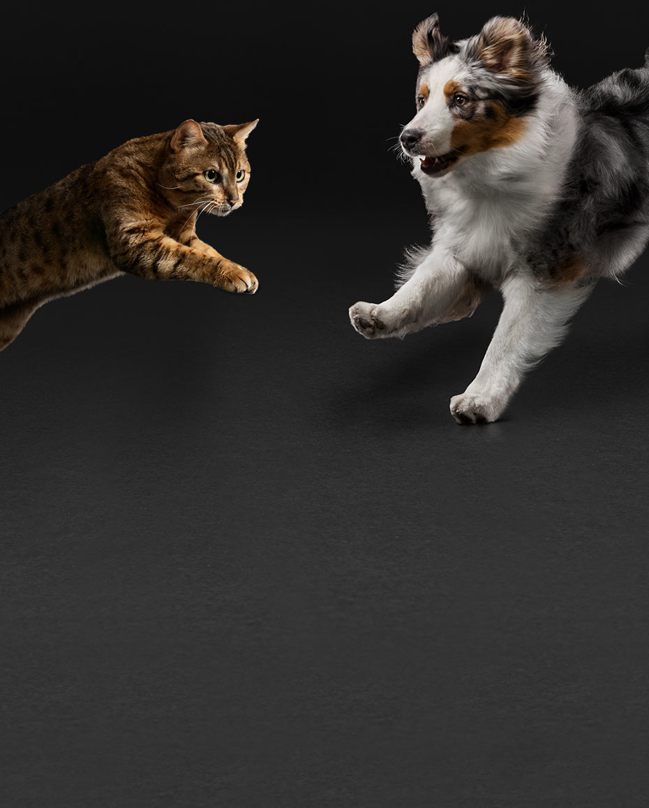 Chien et chat sur fond noir Proplan mobile version