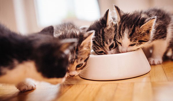 chatons mangeant dans le même bol
