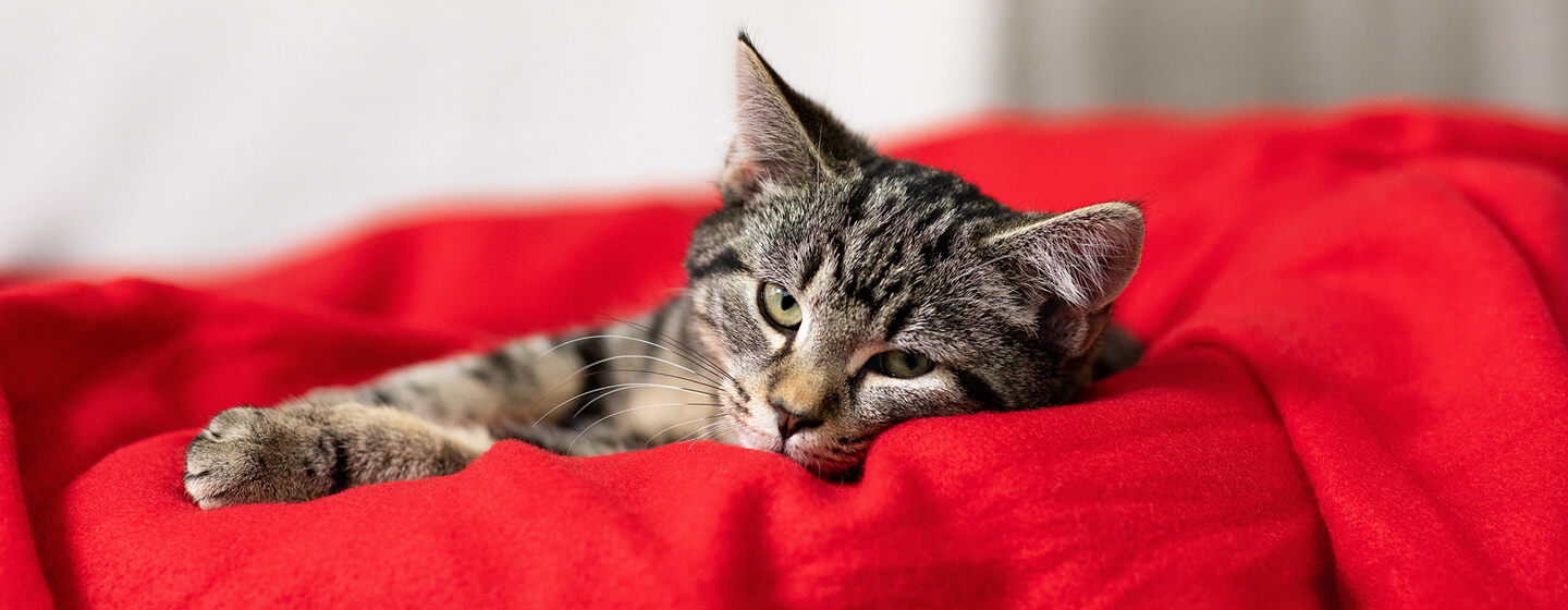 chaton dans une couverture rouge