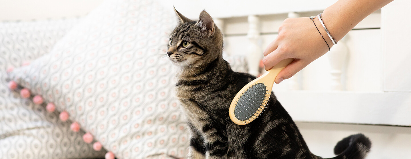 Hygiène de votre chat : comment toiletter votre chaton ?