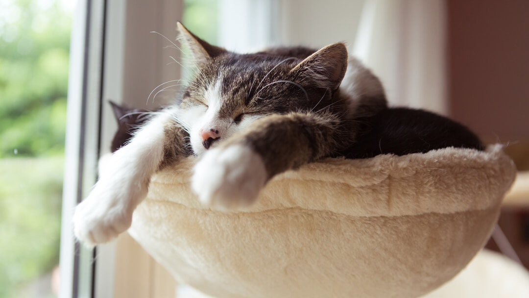 Chat endormi sur un arbre à chat