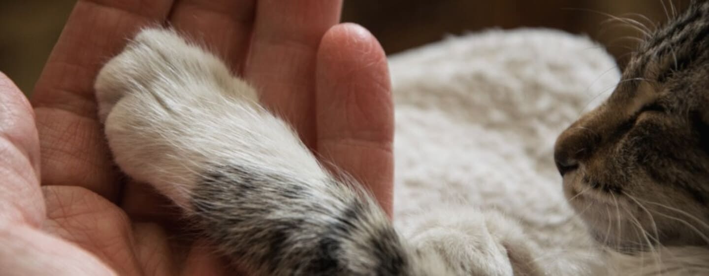 patte de chat et main humaine