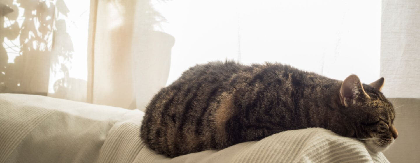 Chat plus âgé dormant sur le canapé.