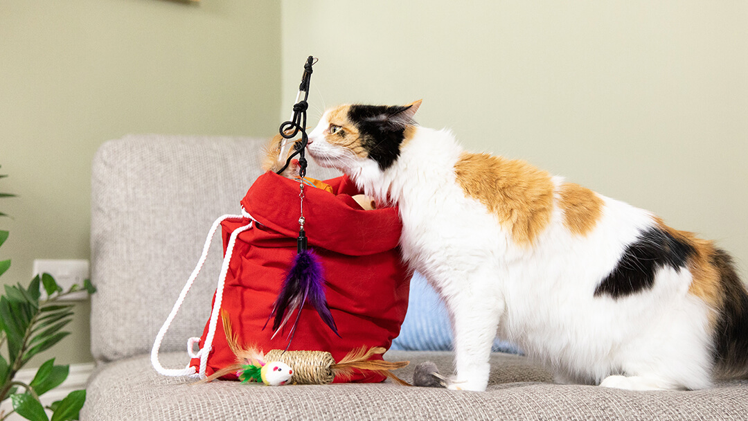 Chat reniflant lancer dans un bug rouge