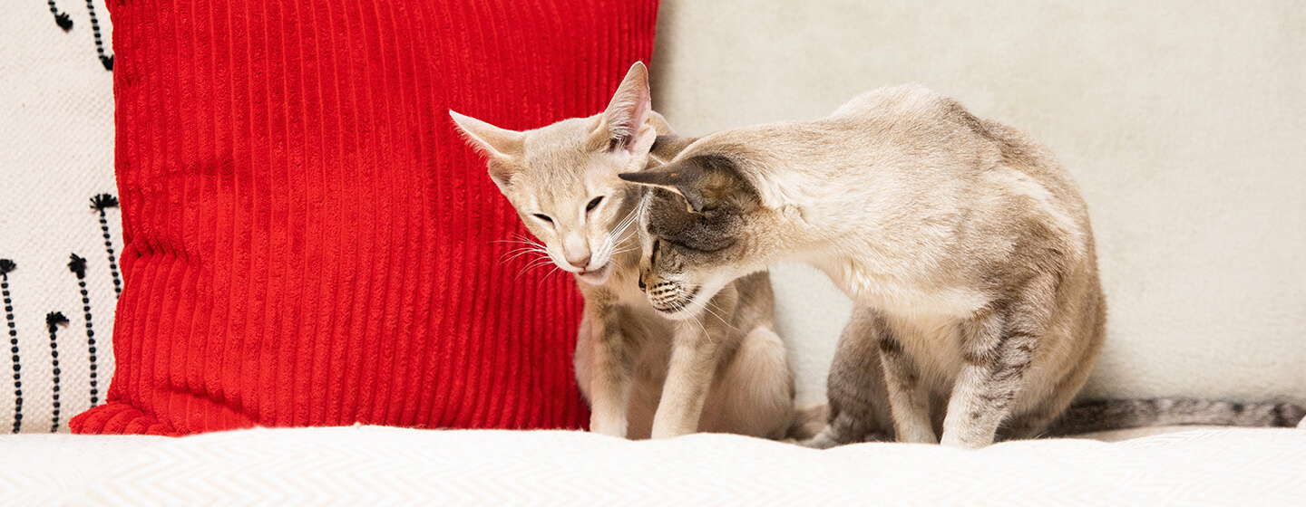 Deux chats assis sur un canapé avec un coussin rouge