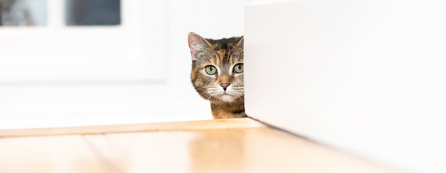 Chat regardant autour du mur