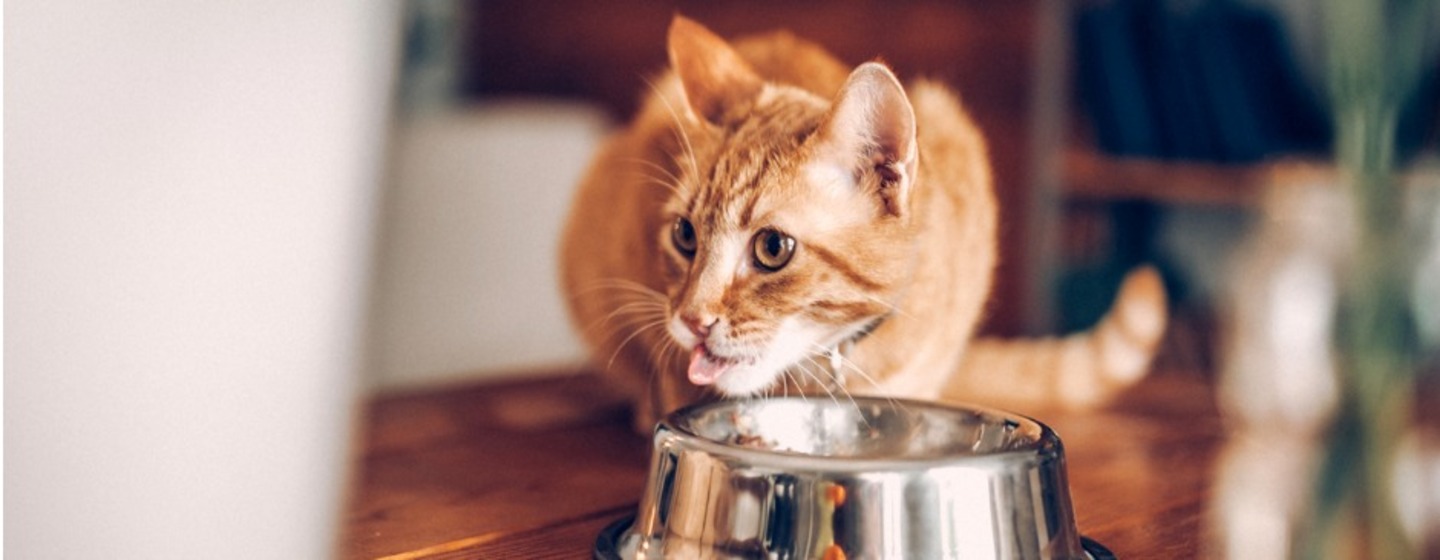 Chat mangeant dans un bol