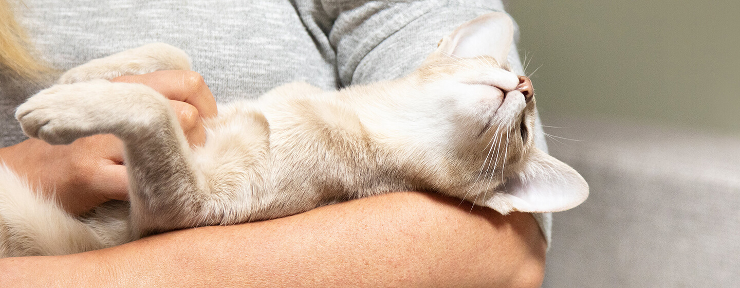 Chat posé dans les bras d'une femme