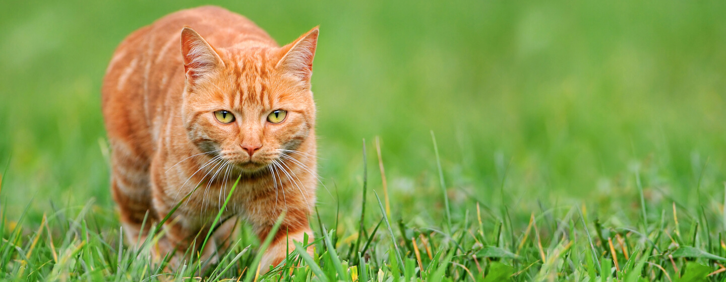 chat roux à la chasse à l'herbe