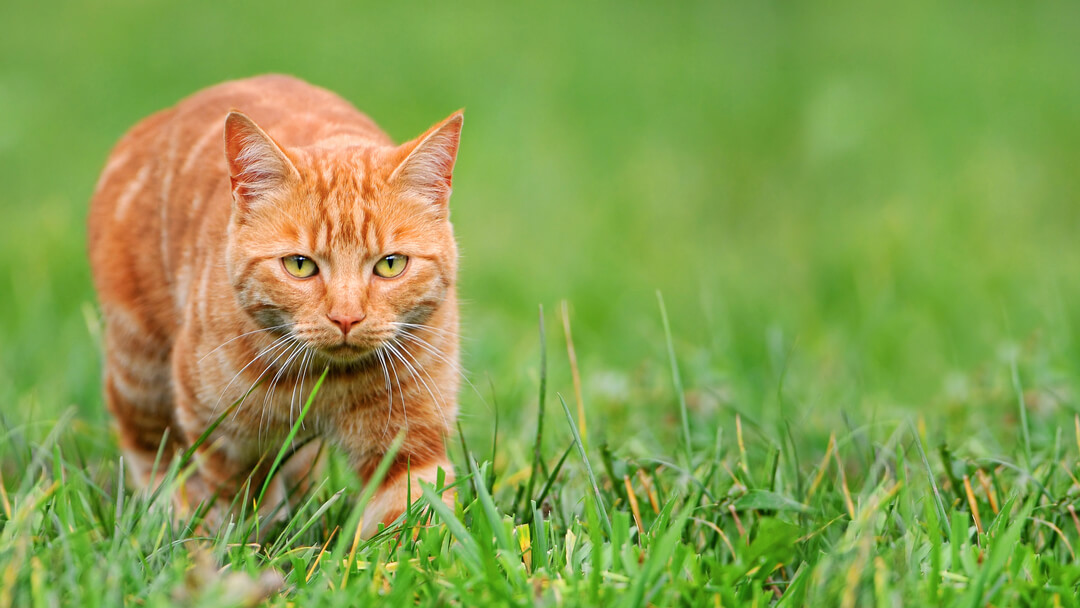 chat roux à la chasse à l'herbe
