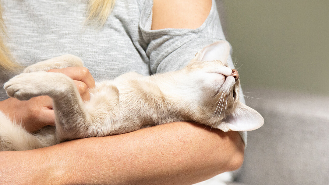 Chat posé dans les bras d'une femme