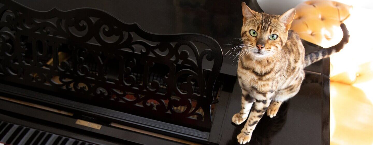 Bengal cat sitting on a piano while it's being played
