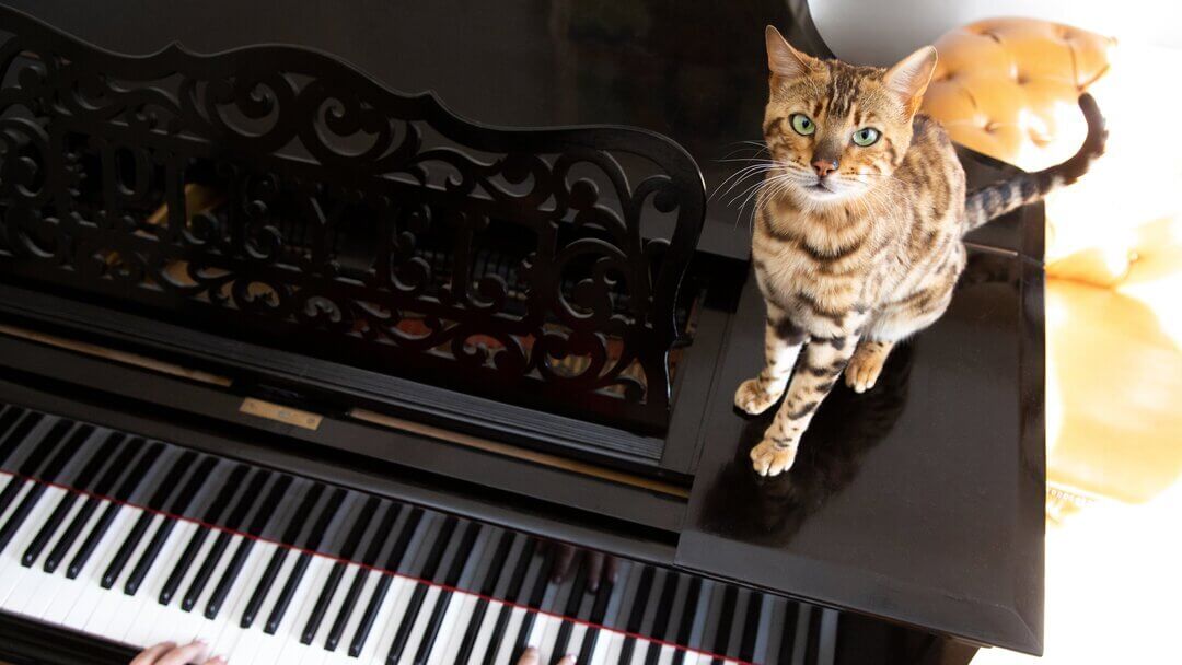 Chat du Bengale assis sur un piano pendant qu'il joue