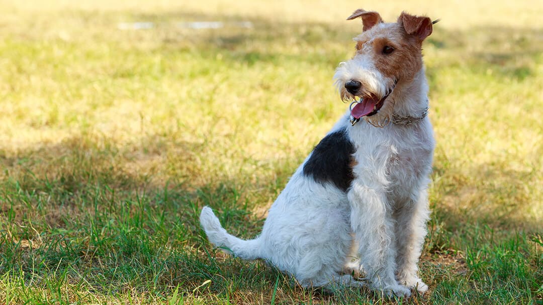 Chien assis dans le champ