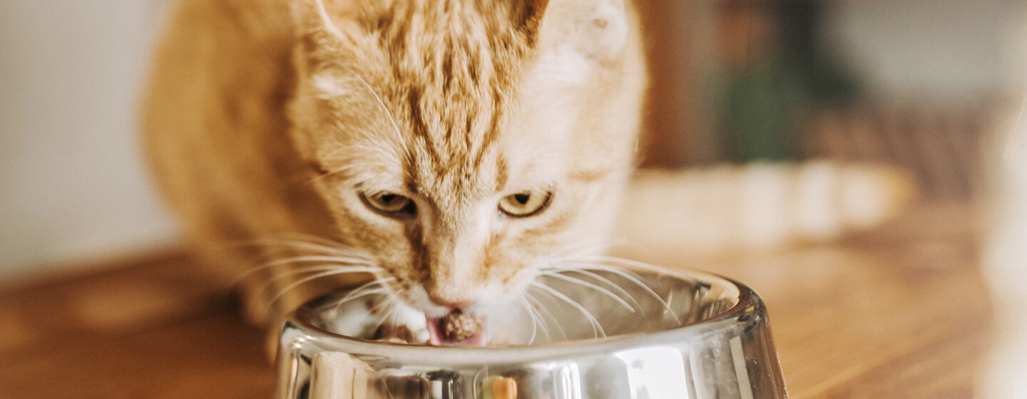 Chat roux mangeant dans un bol