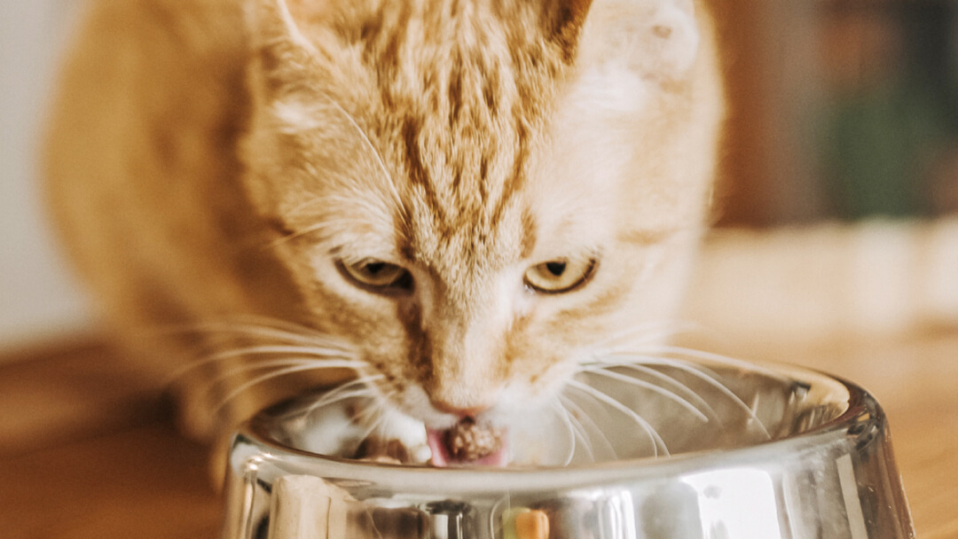 Chat roux mangeant dans un bol