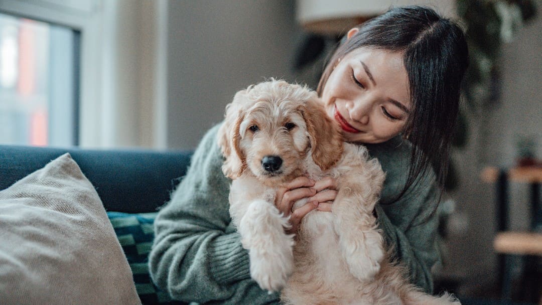 chiot blanc dans les bras de son propriétaire