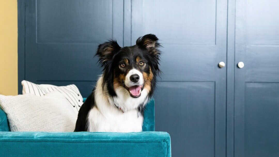 chien noir et blanc