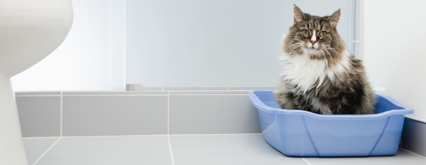 chat utilisant un bac à litière