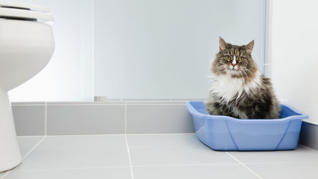 chat utilisant un bac à litière