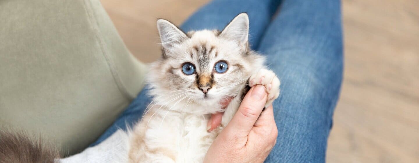 Prix d'un chaton : combien coûte vraiment un chat ?