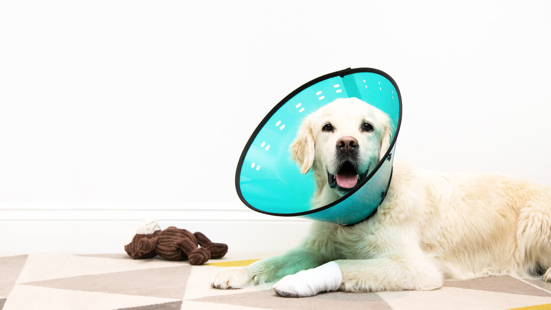 Golden Retriever portant un cône en plastique