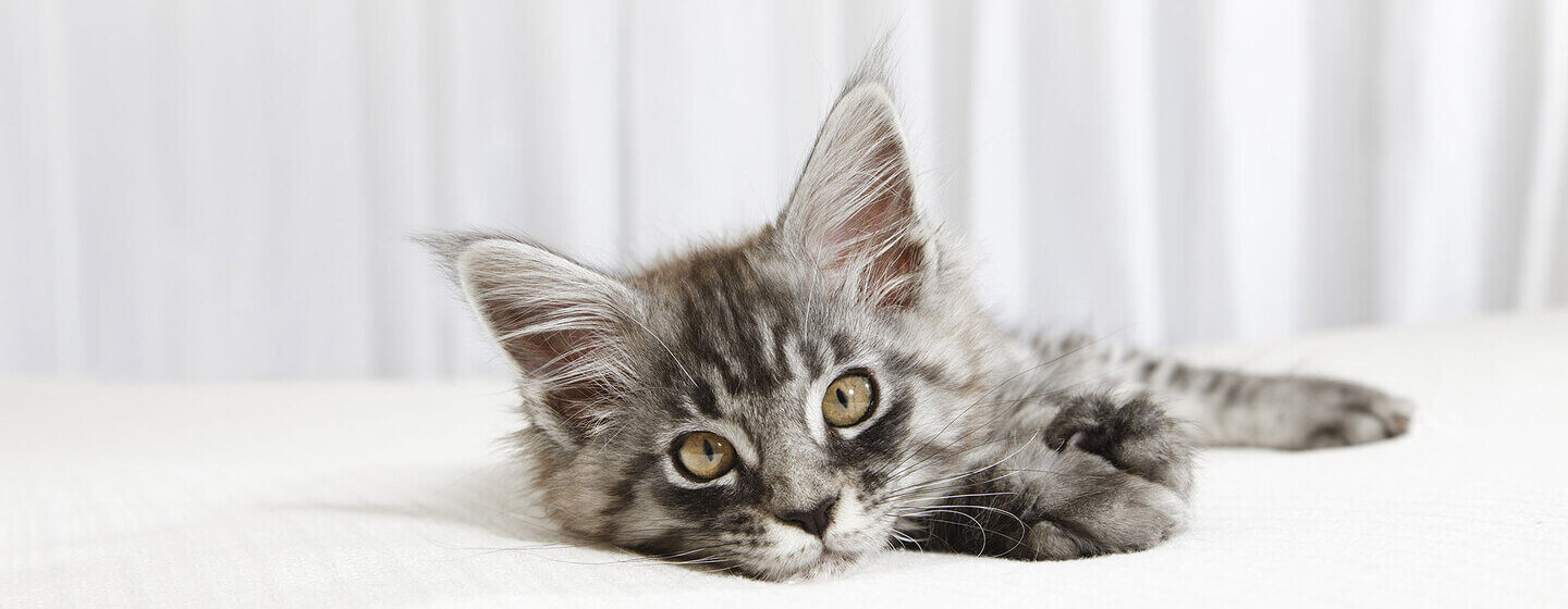 petit chaton allongé sur un lit blanc