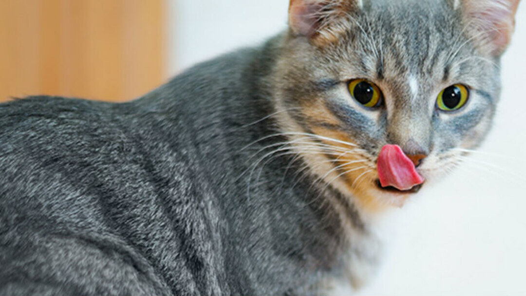 le chat se lèche les lèvres