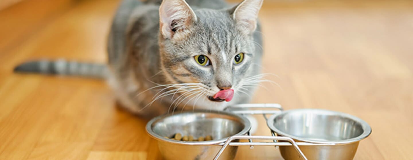chat près du bol pour chat avec de la nourriture