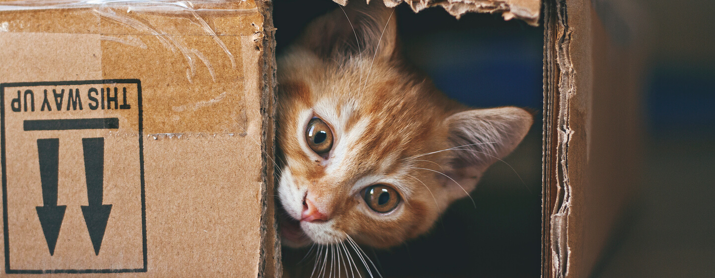 chat roux caché dans une boîte en carton