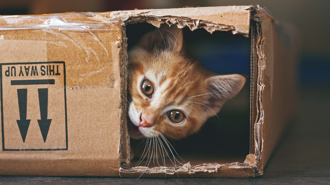 chat roux caché dans une boîte en carton