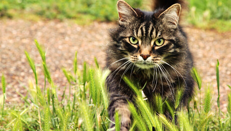 chat avec de grands yeux dans le champ