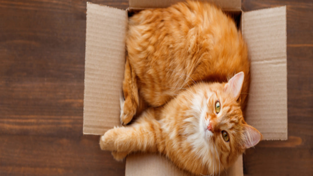 chat roux dans la boîte