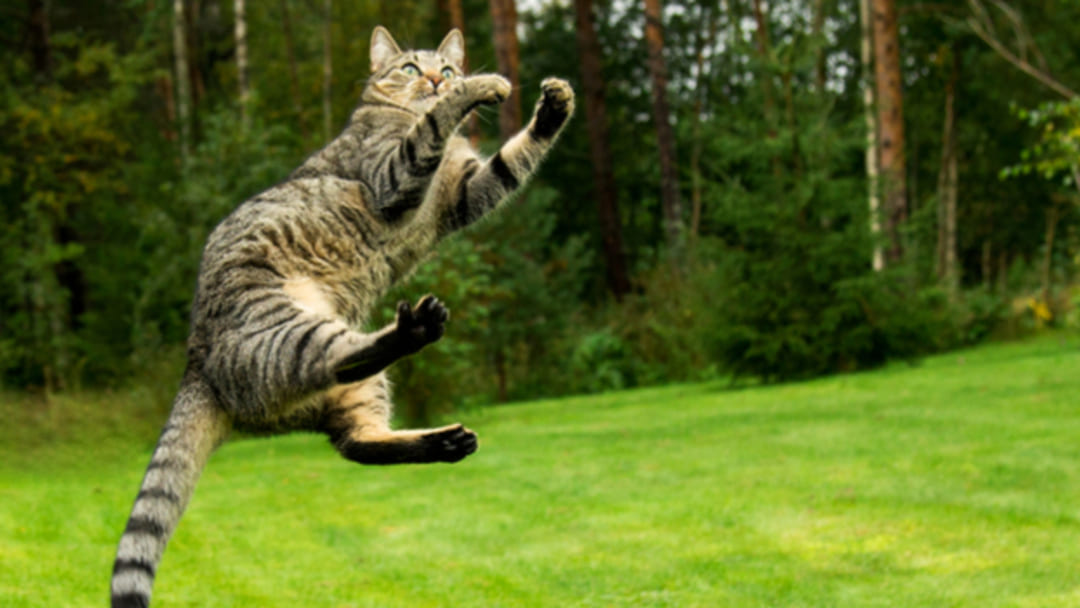 chat qui saute
