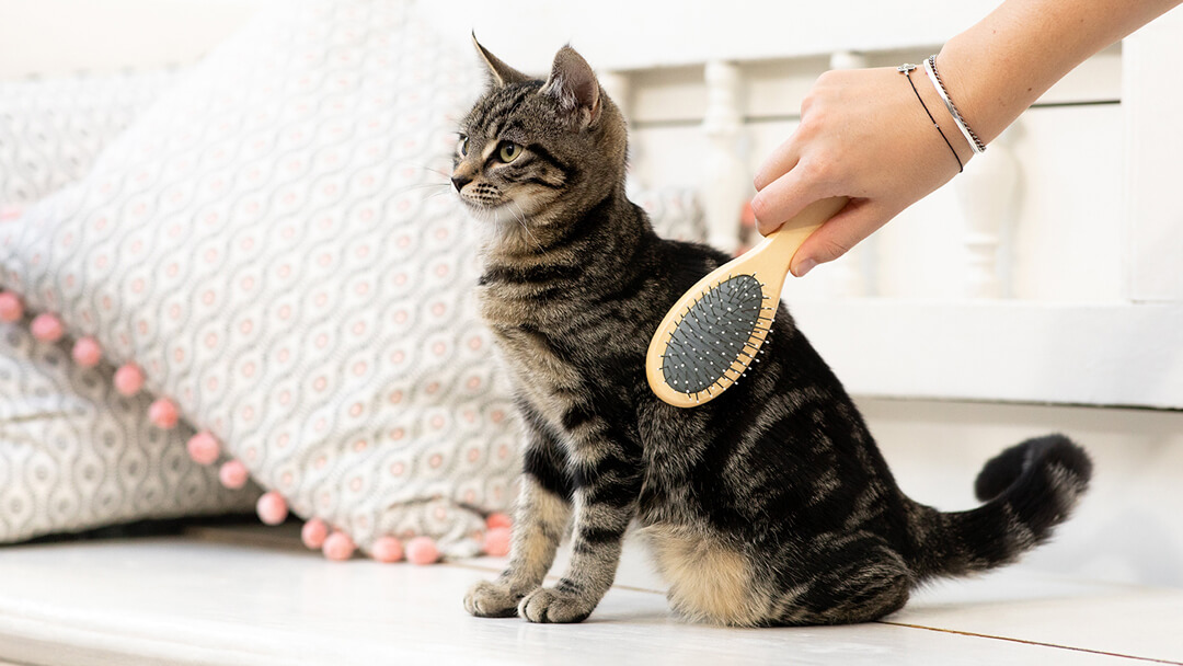 Hygiène de votre chat : comment toiletter votre chaton ?