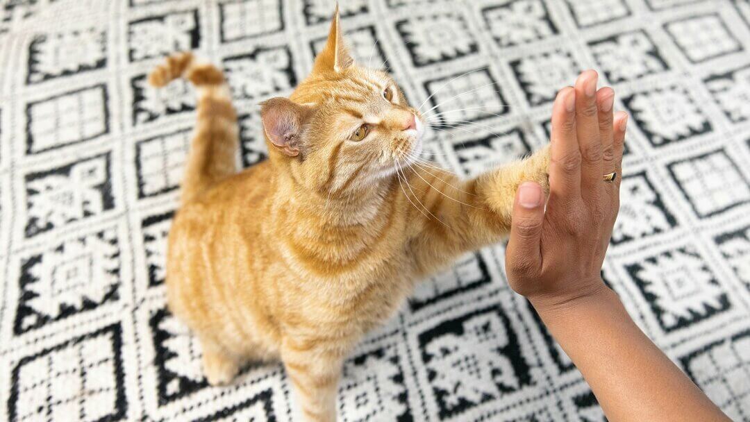 Chat high five