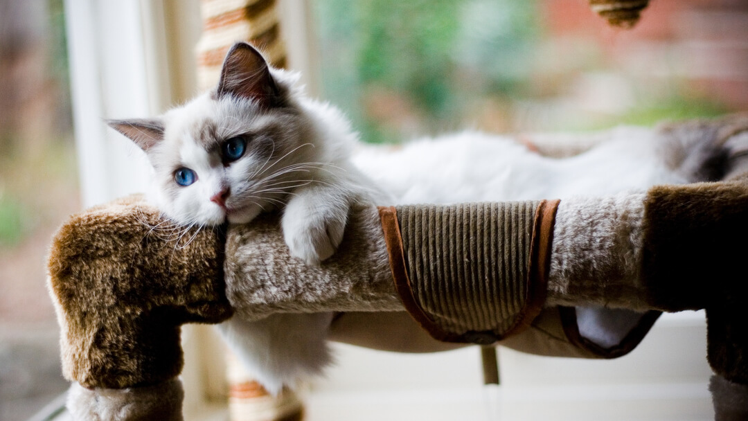 chaton moelleux aux yeux bleus allongé dans un lit