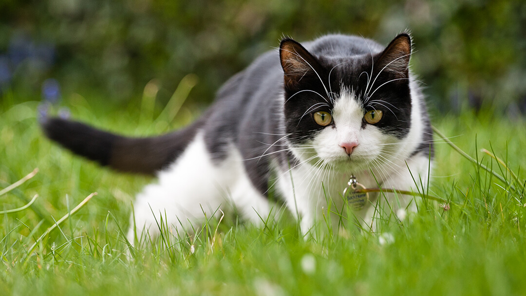 Chasse au chat dans l'herbe