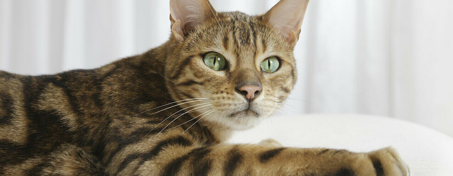gros plan d'un chat bengal aux yeux verts