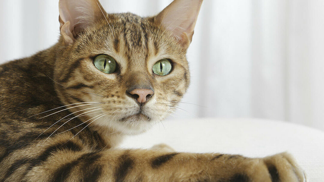 gros plan d'un chat bengal aux yeux verts