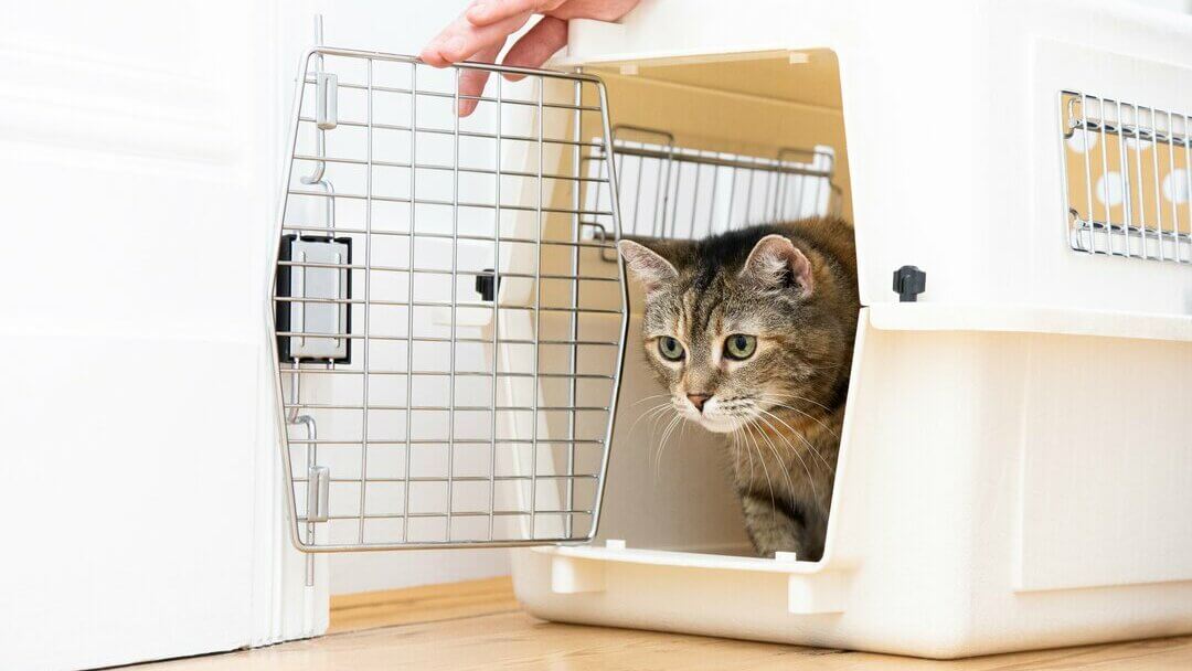 Chaton brun sortant d'une cage pour chat blanc