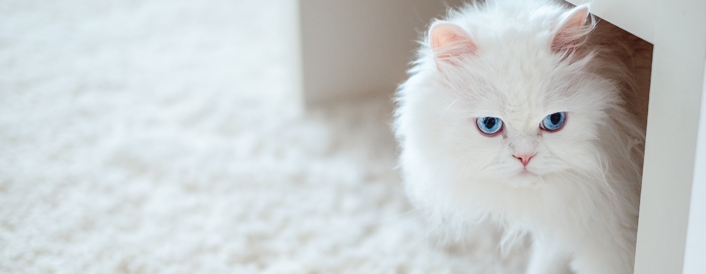 Chat blanc moelleux assis sous une table basse