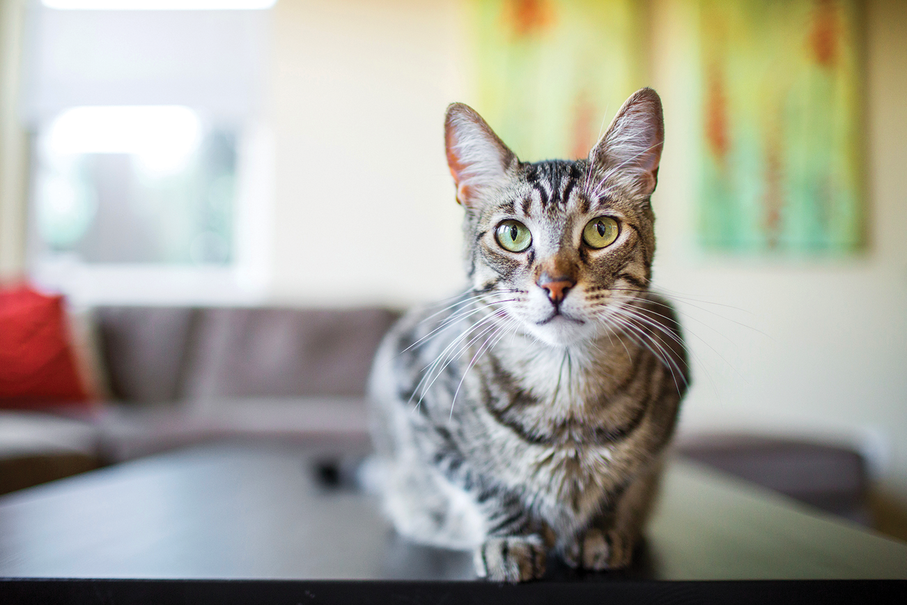Chaton tigré