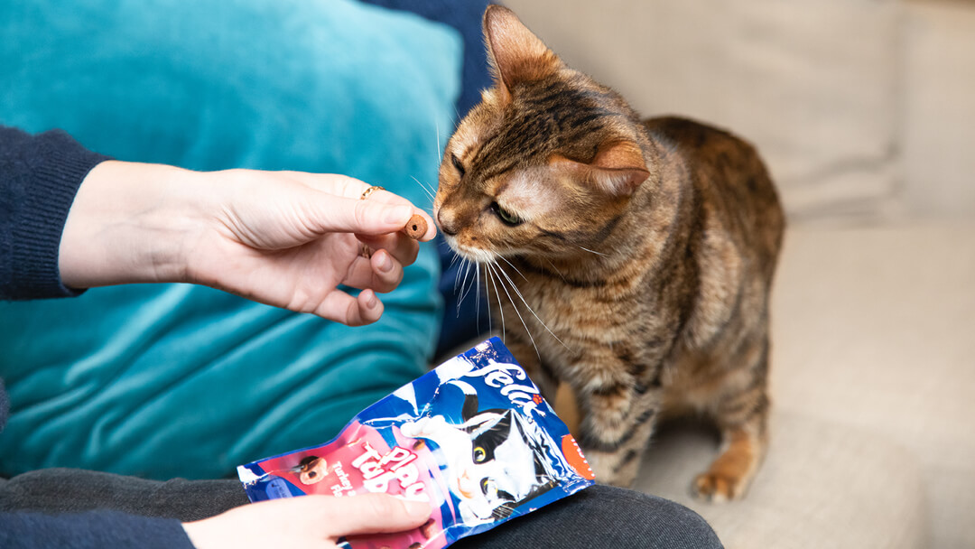 Friandises et collations plaisirs pour chats et chatons 