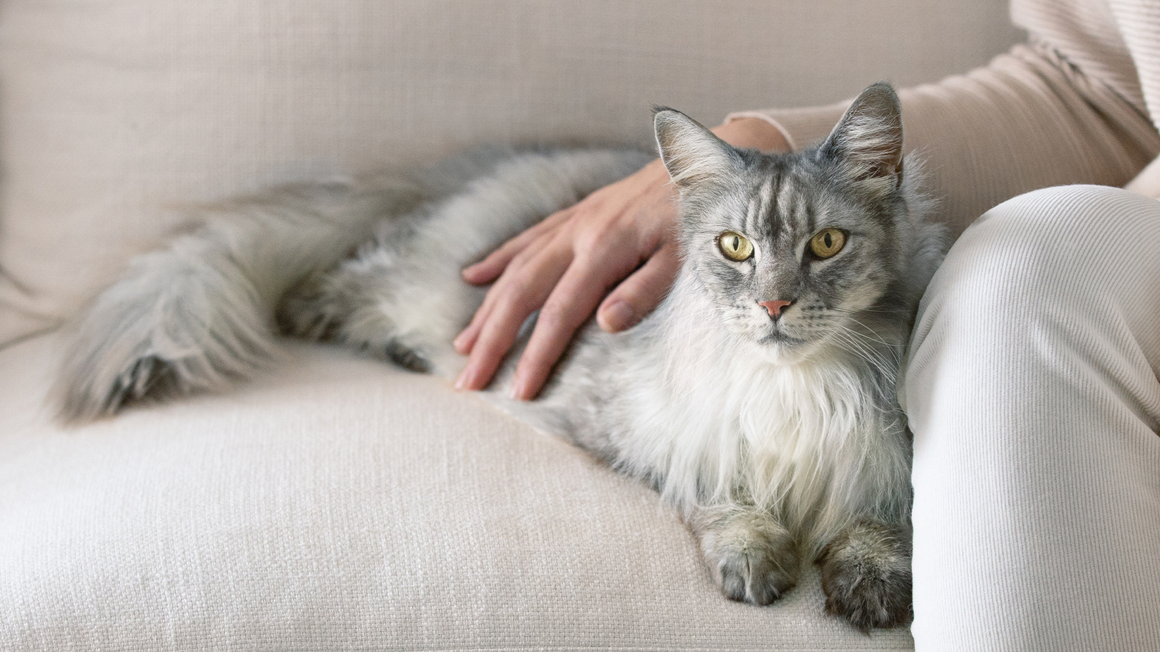 Chat maine coon gris et blanc